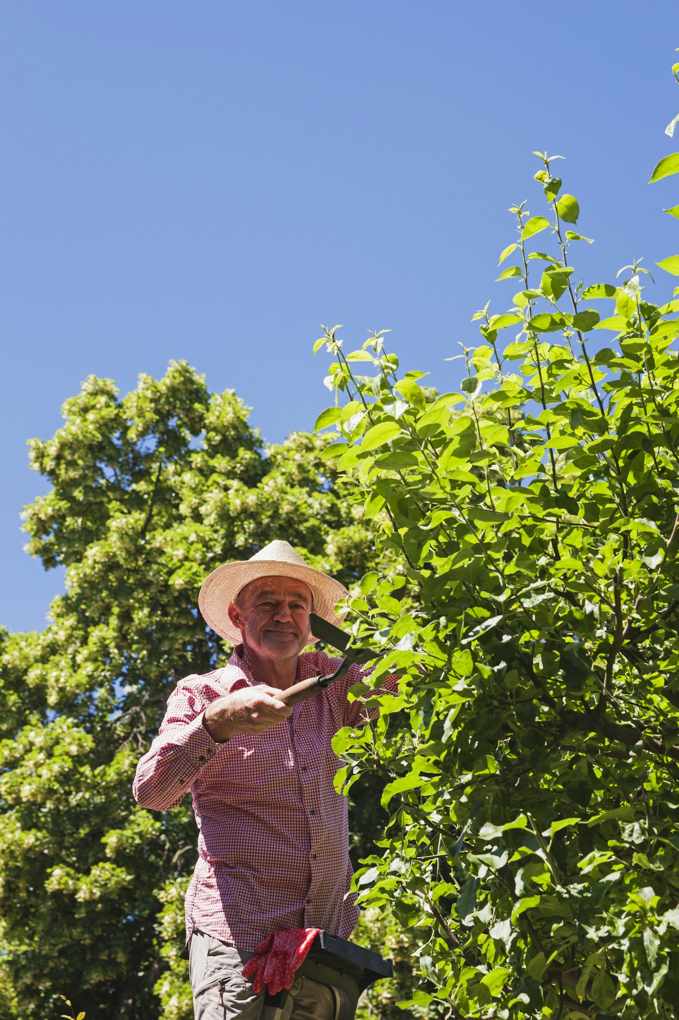 Gardener pruning twigs of apple tree with hedge trimmer